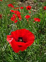 Coquelicots (prise a Millery, Rhone)(2)